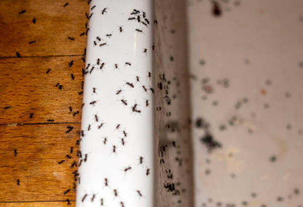 Best Pest Control Near Me in Boaz, WV