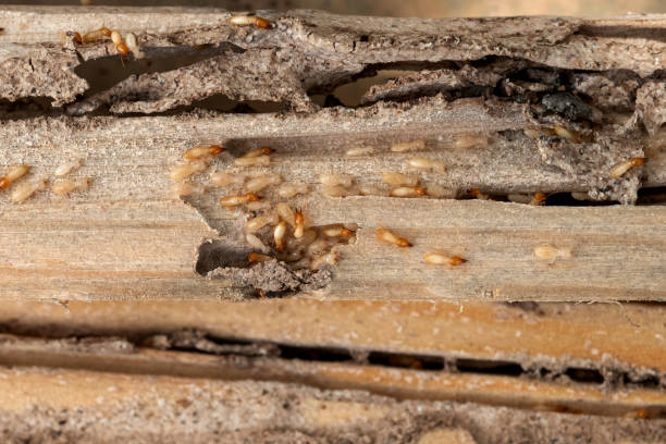 Best Local Pest Control Services  in Boaz, WV